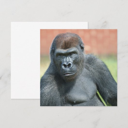 Blackback Gorilla Lope Portret (Voorkant / Achterkant)