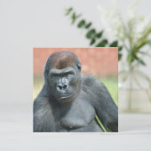 Blackback Gorilla Lope Portret (Staand voorkant)