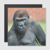 Blackback Gorilla Lope Portret (Voorkant / Achterkant)