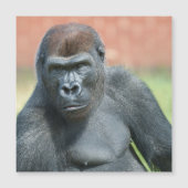Blackback Gorilla Lope Portret (Voorkant)