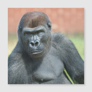 Blackback Gorilla Lope Portret