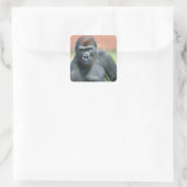Blackback Gorilla Lope Portret Vierkante Sticker (Tas)