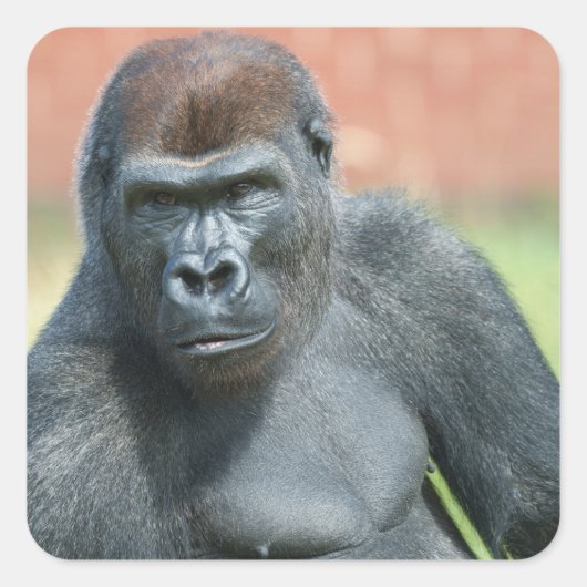 Blackback Gorilla Lope Portret Vierkante Sticker (Voorkant)