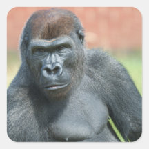 Blackback Gorilla Lope Portret