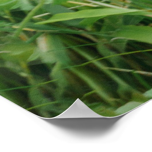 Blackback Gorilla Lope Poster (Hoek)