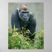 Blackback Gorilla Lope Poster (Voorkant)