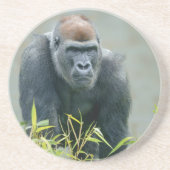Blackback Gorilla Lope Zandsteen Onderzetter (Voorkant)