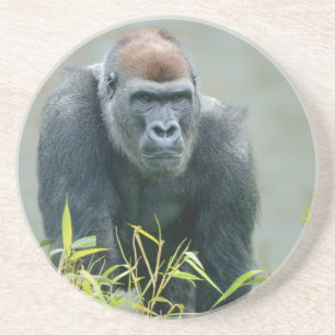 Blackback Gorilla Lope Zandsteen Onderzetter