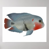 Blackbelt Cichlid Poster (Voorkant)