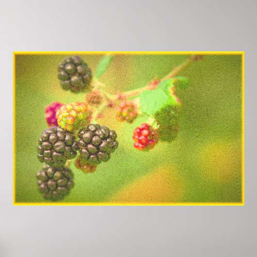 "Blackberries Fruit Plant" Kute foto. Bestel nu Poster (Voorkant)