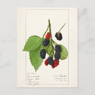 Blackberries (Rubus subg. Rubus Watson) Fruit Briefkaart