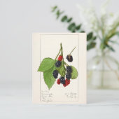 Blackberries (Rubus subg. Rubus Watson) Fruit Briefkaart (Staand voorkant)