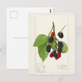 Blackberries (Rubus subg. Rubus Watson) Fruit Briefkaart (Voorkant / Achterkant)