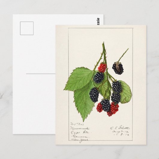 Blackberries (Rubus subg. Rubus Watson) Fruit Briefkaart (Voorkant / Achterkant)