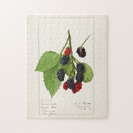 Blackberries (Rubus subg. Rubus Watson) Fruit Legpuzzel (Verticaal)