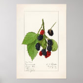 Blackberries (Rubus subg. Rubus Watson) Fruit Poster (Voorkant)