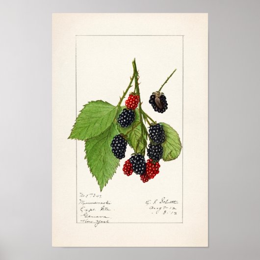 Blackberries (Rubus subg. Rubus Watson) Fruit Poster (Voorkant)