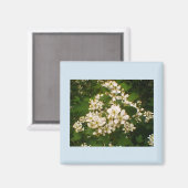 Blackberry Bloei Magneet (Voorkant / Achterkant)