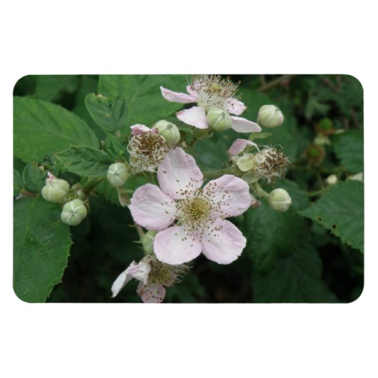 Blackberry Bloemen Premium Magneet (Horizontaal)