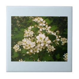 Blackberry Bloom Tegeltje