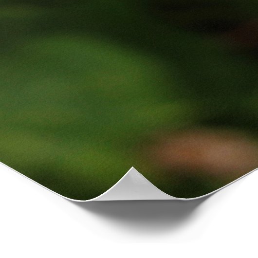 Blackberry Blossom Poster (Hoek)