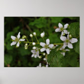 Blackberry Blossom Poster (Voorkant)