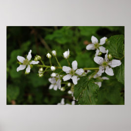 Blackberry Blossom Poster