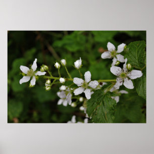 Blackberry Blossom Poster