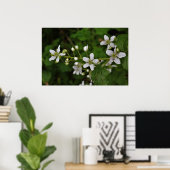 Blackberry Blossom Poster (Thuiskantoor)