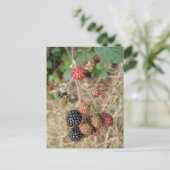 Blackberry Bonanza Briefkaart (Staand voorkant)