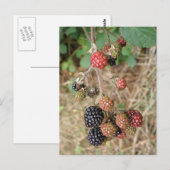 Blackberry Bonanza Briefkaart (Voorkant / Achterkant)