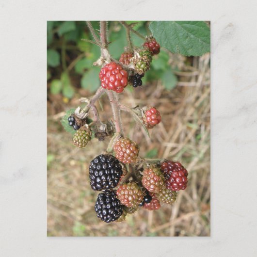 Blackberry Bonanza Briefkaart (Voorkant)