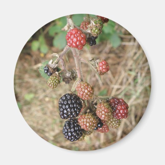 Blackberry Bonanza Magnet (Voorkant)