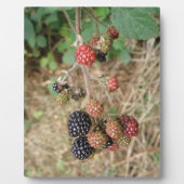 Blackberry Bonanza Plaque Fotoplaat (Voorkant)