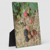 Blackberry Bonanza Plaque Fotoplaat (Zijkant)