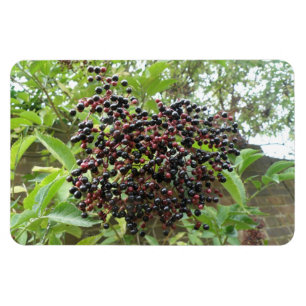 Blackberry Bonanza Premium Magneet