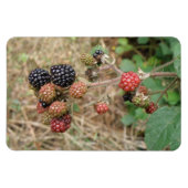 Blackberry Bonanza Premium Magnet Magneet (Horizontaal)