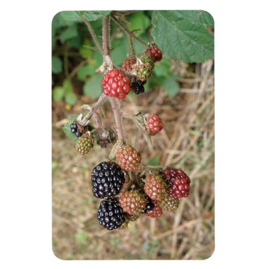 Blackberry Bonanza Premium Magnet Magneet (Verticaal)