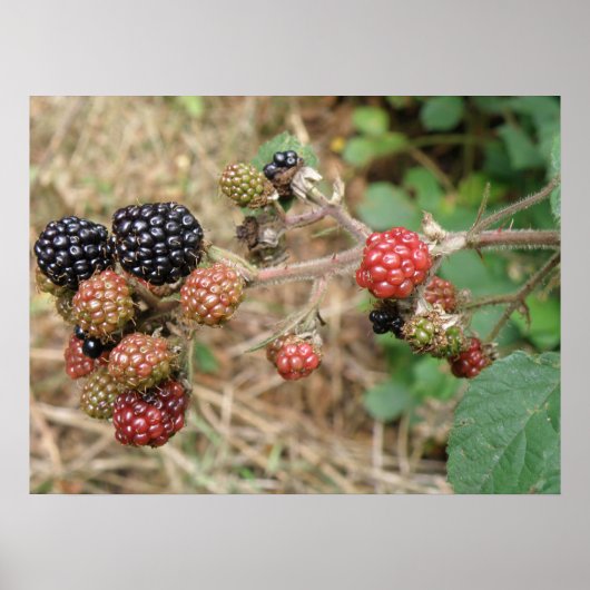 Blackberry Bonanza print (Voorkant)