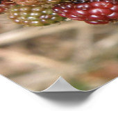 Blackberry Bonanza print (Hoek)