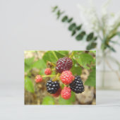 Blackberry Briefkaart (Staand voorkant)