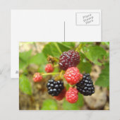 Blackberry Briefkaart (Voorkant / Achterkant)