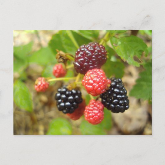 Blackberry Briefkaart (Voorkant)