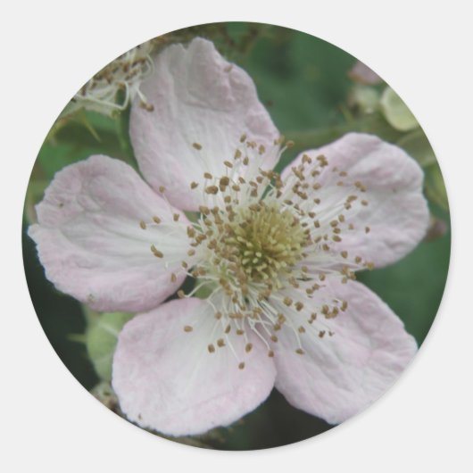 BlackBerry Flower Macro Sticker (Voorkant)