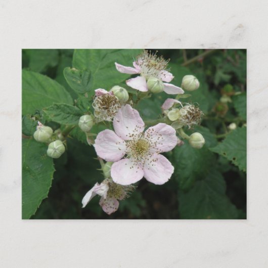 Blackberry Flowers Briefkaart (Voorkant)