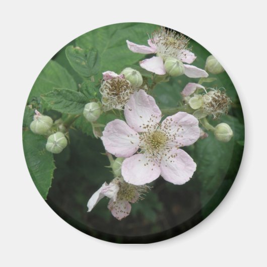 Blackberry Flowers Magnet (Voorkant)