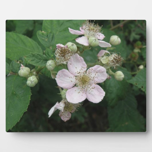 Blackberry Flowers Plaque Fotoplaat (Voorkant)