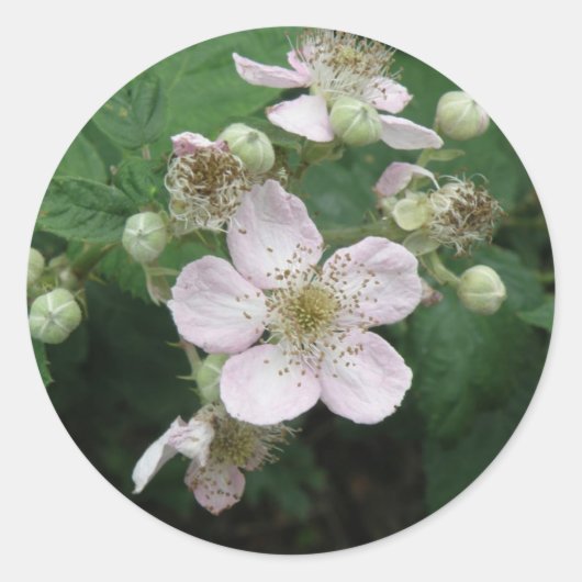 Blackberry Flowers Sticker (Voorkant)
