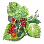 BlackBerry Fotobeeldje Magneet<br><div class="desc">Waterverf op papier. Artiest van Zolotareva.</div>