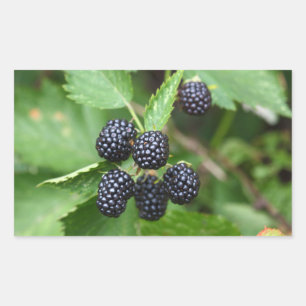 Blackberry sappige zomer fruit tuinman tuinieren rechthoekige sticker